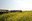 Visitors get a look at canola during a field tour at NDSU's Langdon Research Extension Center. (NDSU photo)