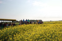 Visitors get a look at canola during a field tour at NDSU's Langdon Research Extension Center. (NDSU photo)