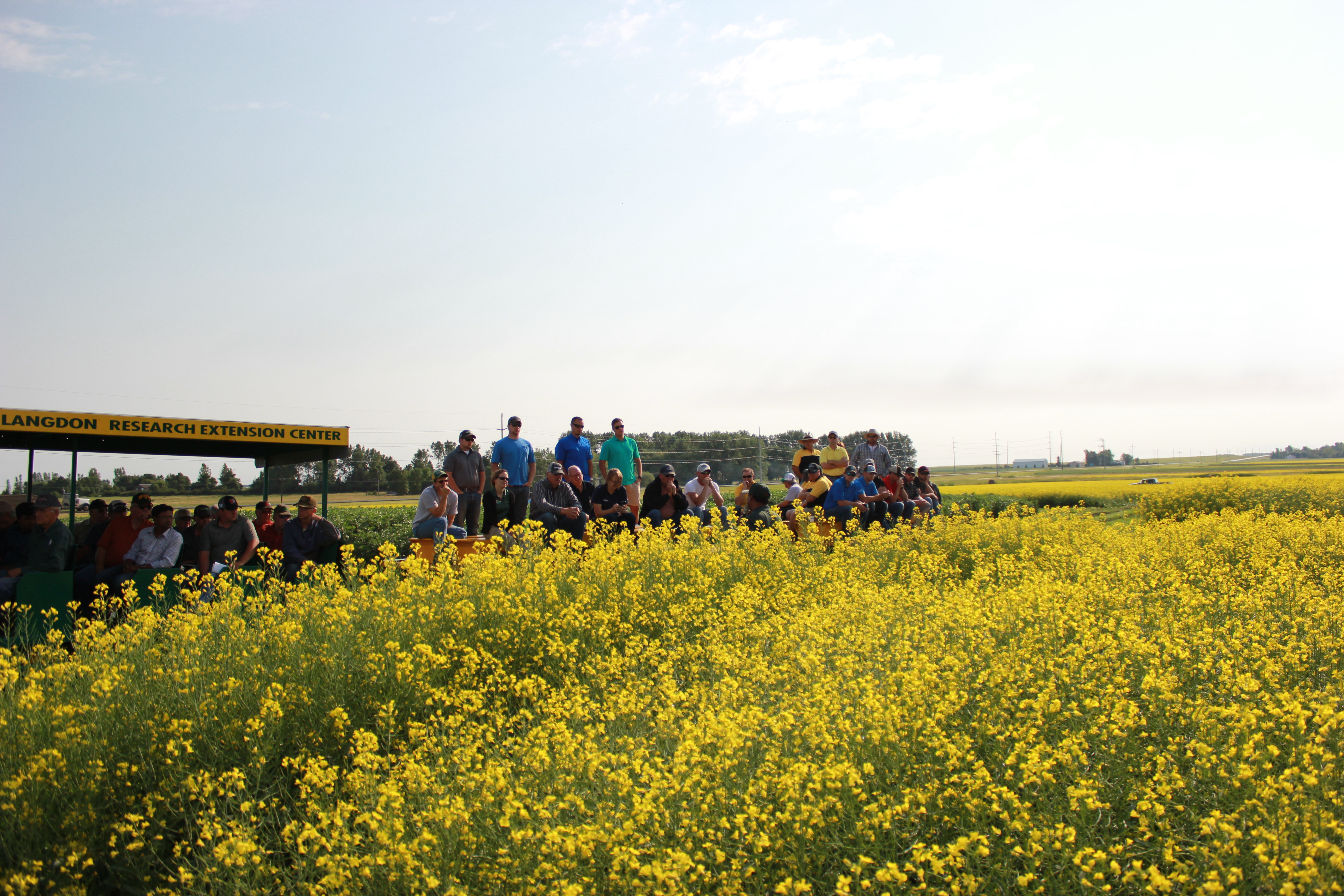 Visitors get a look at canola during a field tour at NDSU's Langdon Research Extension Center. (NDSU photo)