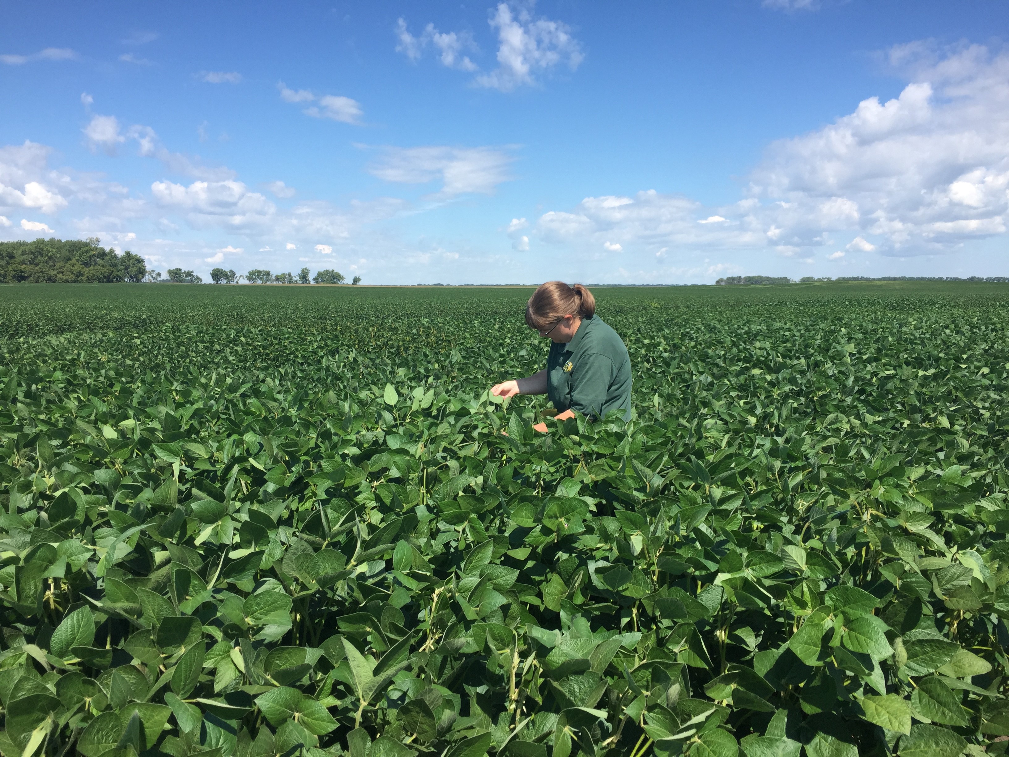 Angie Johnson, an agent in NDSU Extension’s Steele County office, uses knowledge she gained at the North Central Agriculture and Natural Resources Academy to assess the overall health of a soybean field and scout for aphids and other insects. (NDSU photo)