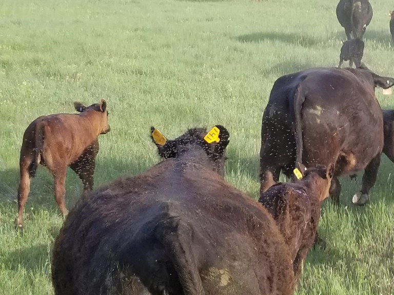 Flies swarm around these cattle as they are being moved. (NDSU photo)