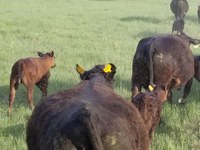 Flies swarm around these cattle as they are being moved. (NDSU photo)