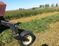Millet, an annual, warm-season crop, is being harvested. (NDSU photo)