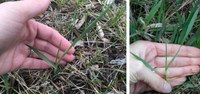 Plant growth can vary greatly. For example, smooth bromegrass is at the 2 1/2-leaf growth stage in North Dakota's McLean County on April 20, 2017, and it is at the 3 1/2-leaf stage a day earlier in Grant County. (NDSU photos)