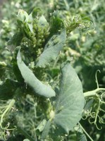 Pea aphids, like the ones seen on this pea plant, are part of the new diagnostic series. (NDSU Photo)