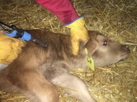 Now is the time to be protecting calves through vaccinations. (NDSU photo)