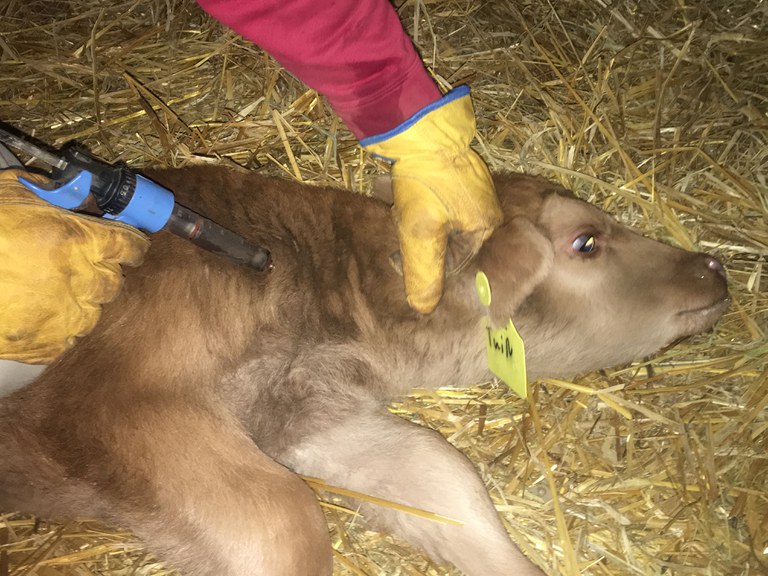 Now is the time to be protecting calves through vaccinations. (NDSU photo)
