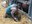 A veterinarian performs a breeding soundness exam on a bull. (NDSU photo)