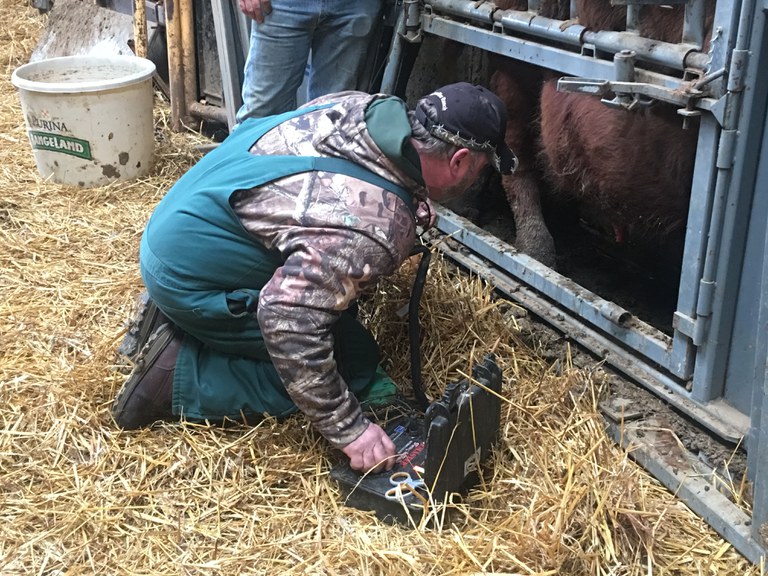 A veterinarian performs a breeding soundness exam on a bull. (NDSU photo)