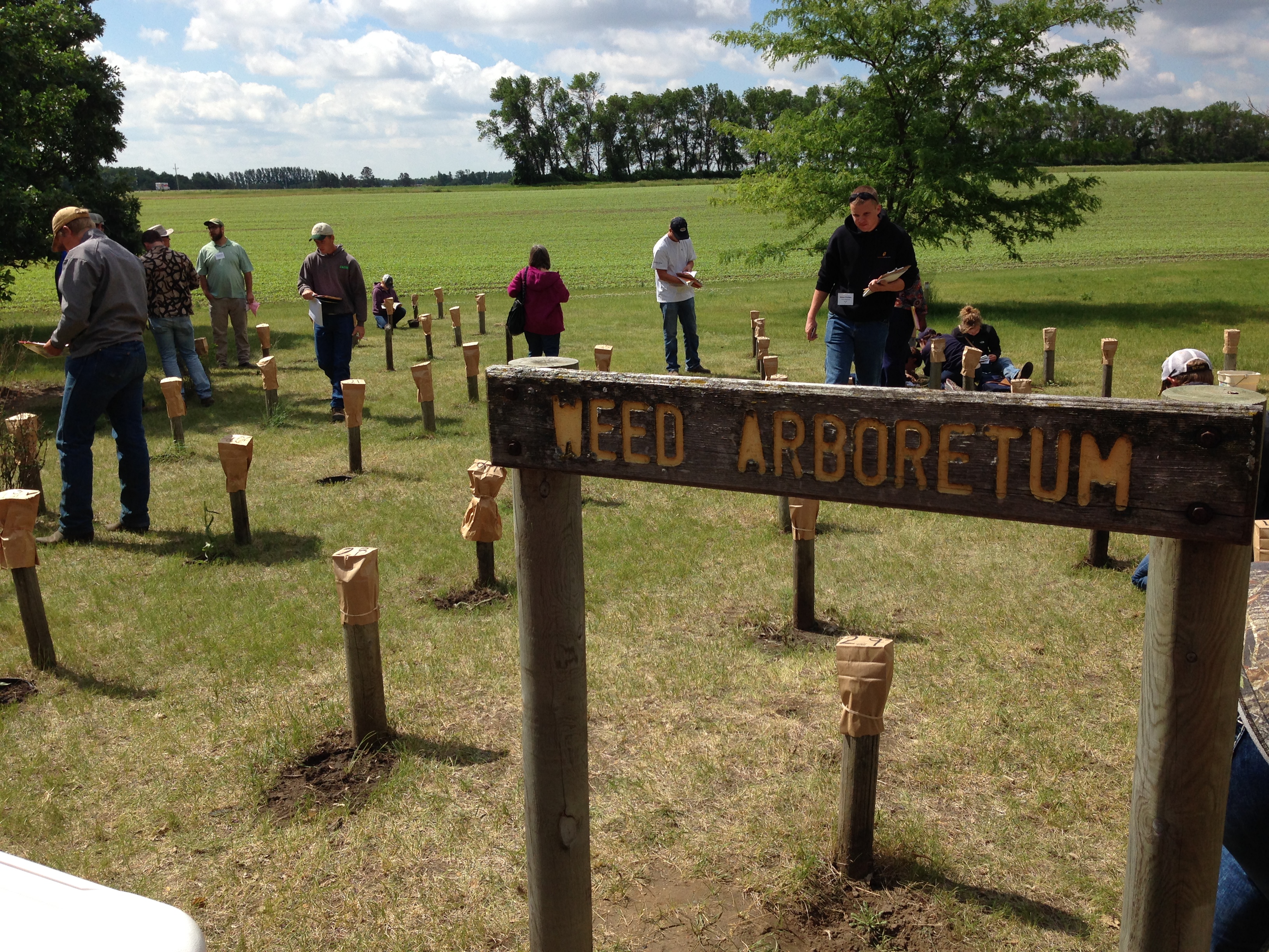 Crop advisers and others identify weeds during the 2017 crop management field school at NDSU's Carrington Research Extension Center. (NDSU photo)