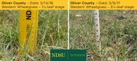 Overgrazing, cool weather and lack of rain delayed grass development this spring in central North Dakota, compared with a year ago. (NDSU photos)