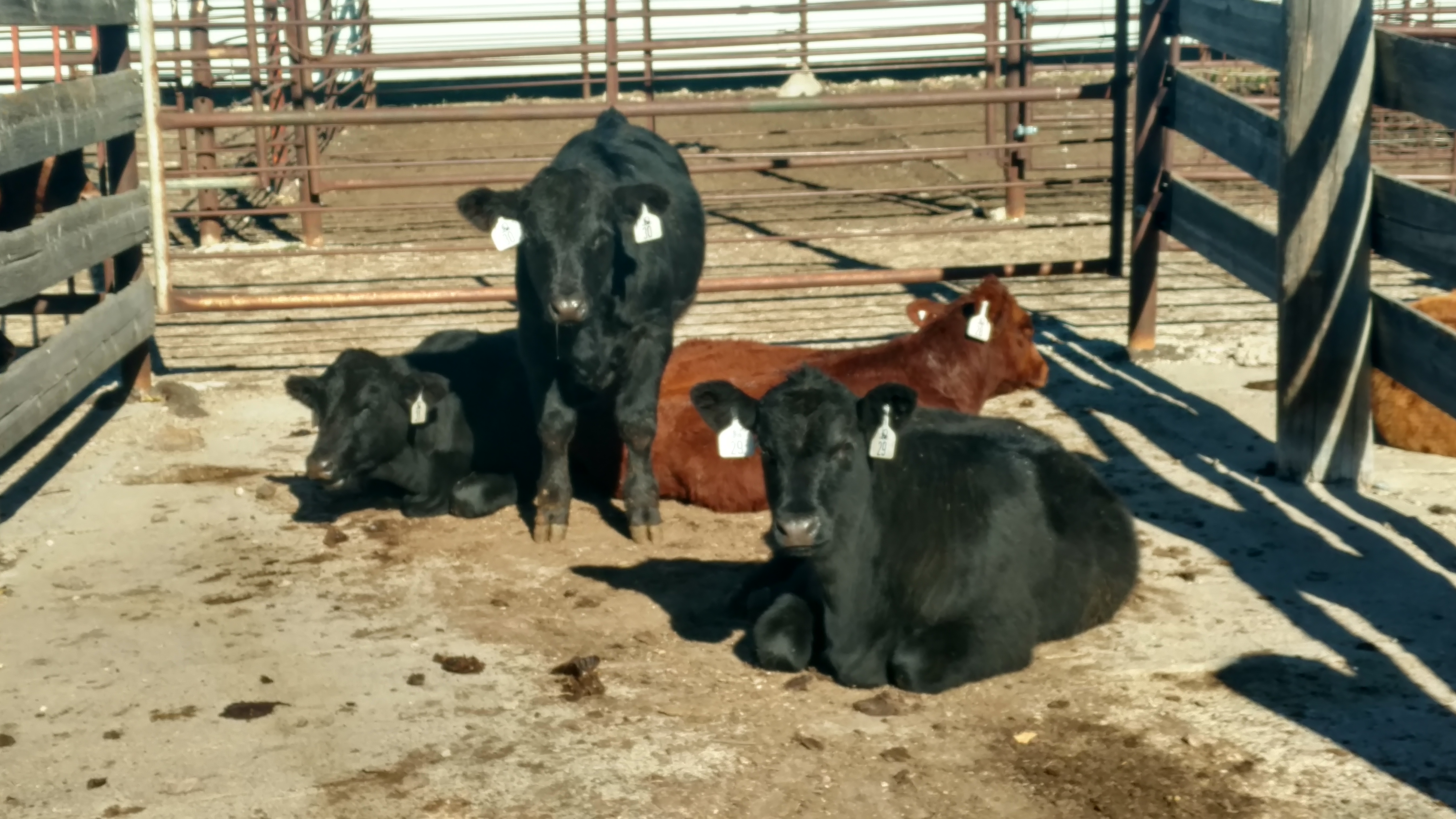 NDSU Extension is offering beef quality assurance certification sessions at three locations in December. (NDSU photo)