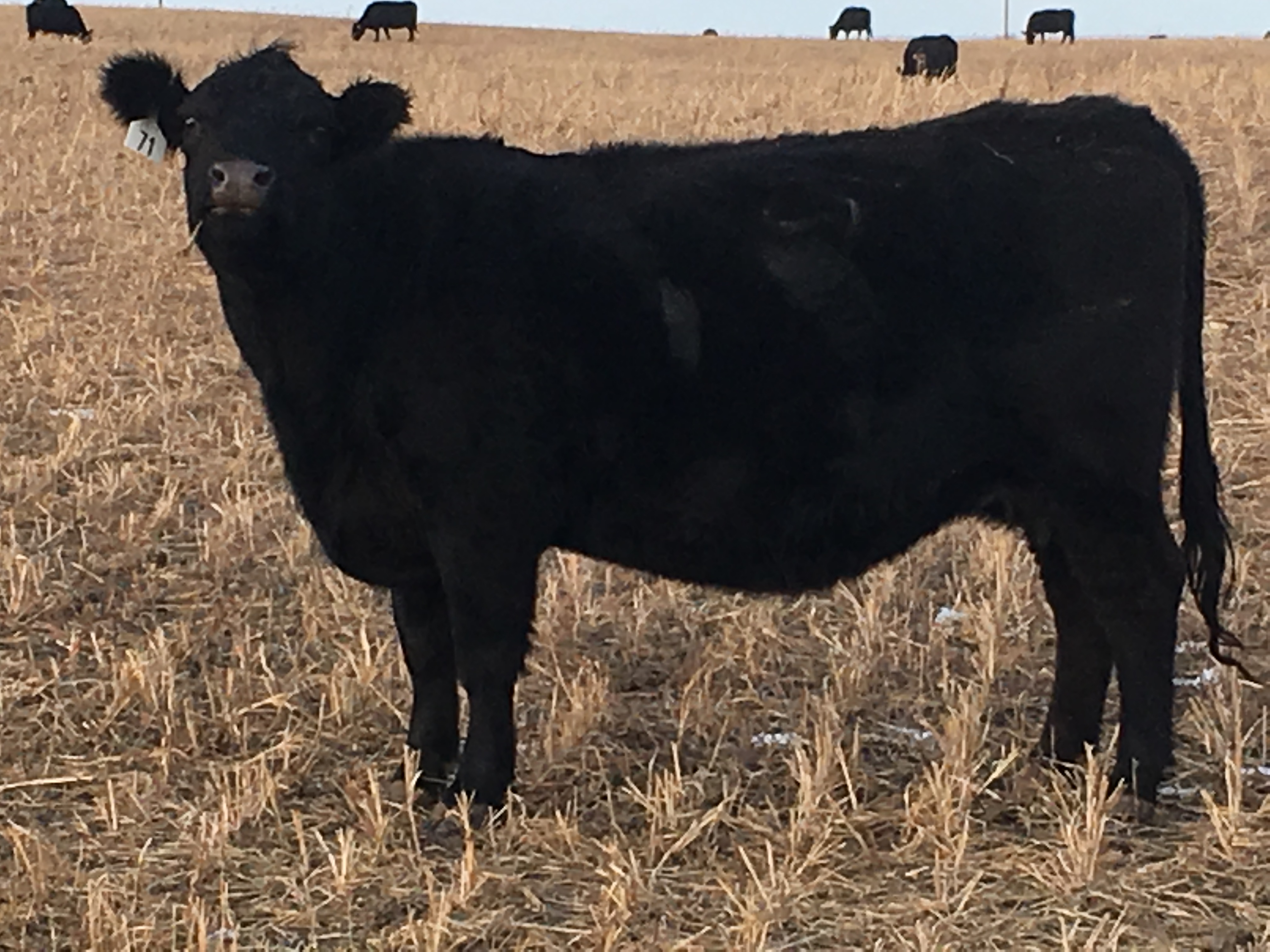 Many cattle producers wonder how to make their operation more profitable. (NDSU photo)