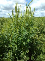 Palmer amaranth is one of the weeds that have been added to NDSU weed identification and control guides. (NDSU photo)
