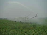 A center pivot irrigation system provides water to a sugar beet field. (NDSU photo)