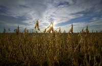 A new NDSU Extension video series provides information about soybean issues such as markets and storage. (NDSU photo)