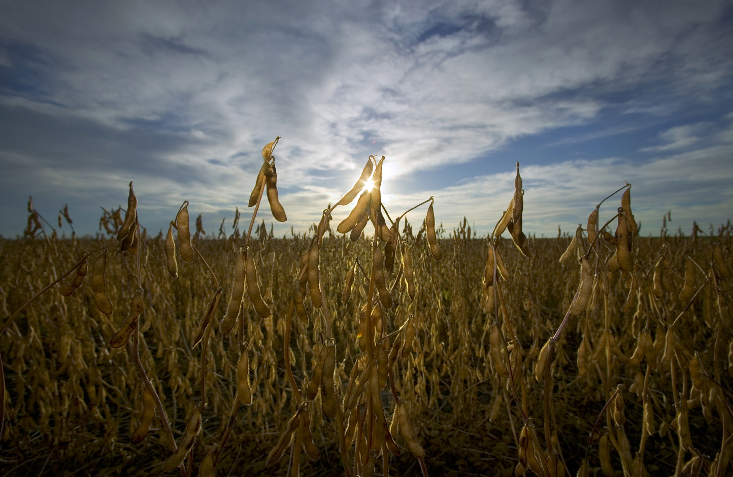 A new NDSU Extension video series provides information about soybean issues such as markets and storage. (NDSU photo)