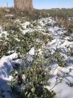 A killing freeze damaged this alfalfa crop. (NDSU photo)