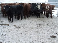 Good animal identification and production records help producers select the best heifers. (NDSU photo)