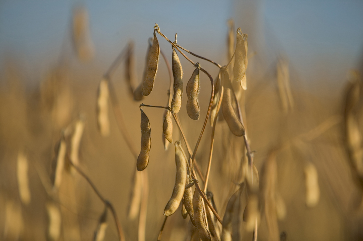 Soybeans need to be aerated to keep them cool once they are harvested and in storage. (NDSU photo)