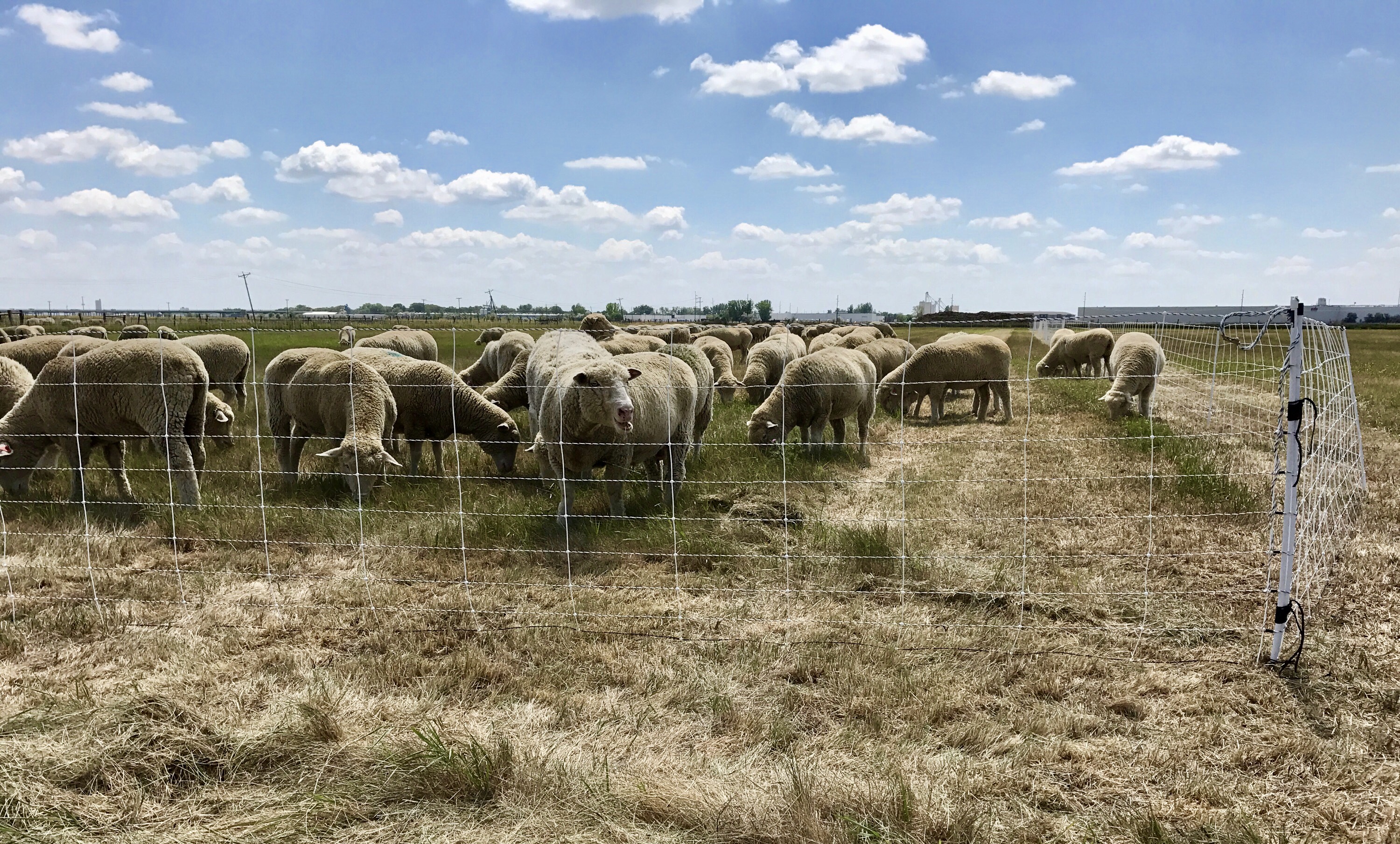 New shepherds will have an opportunity to learn more about managing sheep during clinics Sept. 22 and 23. (NDSU photo)