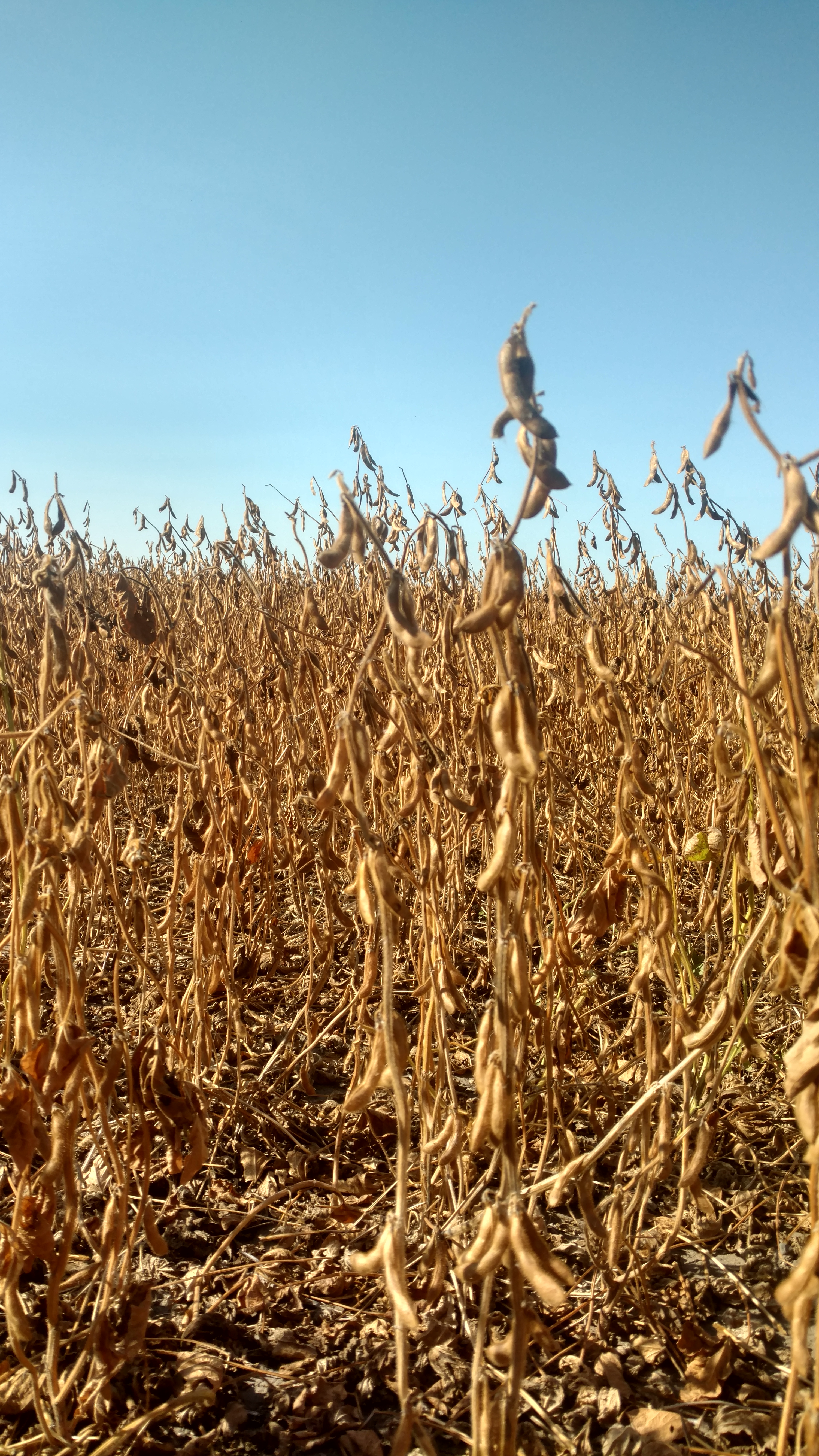 Soybeans can be fed to cattle if the beans are a small part of the cattle’s diet. (NDSU photo)