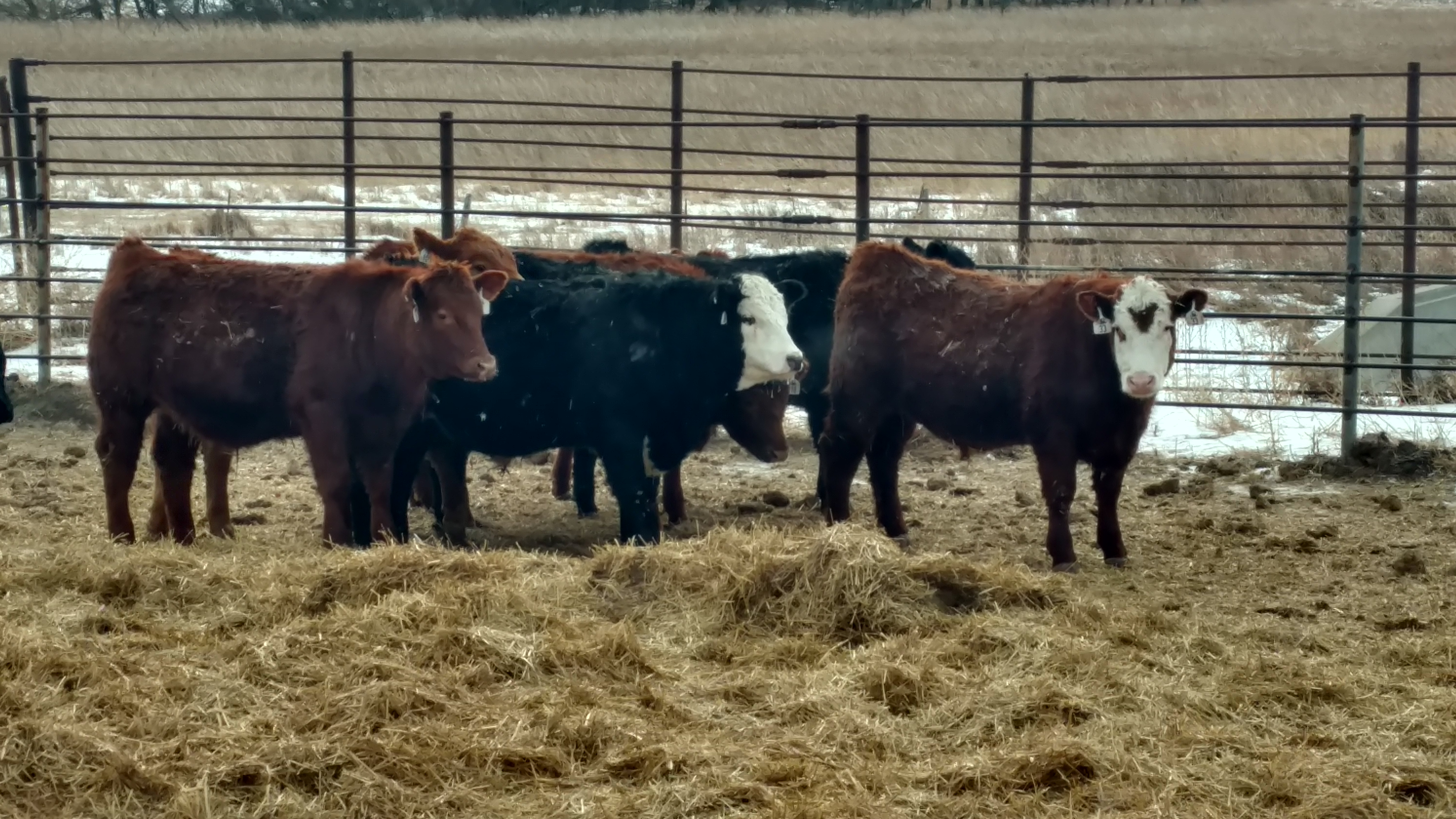 The feedout project shows producers how well their cattle can grow in a feedlot and what type of carcass the calves can produce. (NDSU photo)