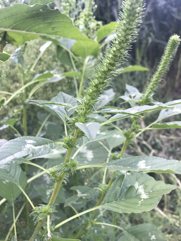 These Palmer amaranth plants have developed seed heads. (NDSU photo)