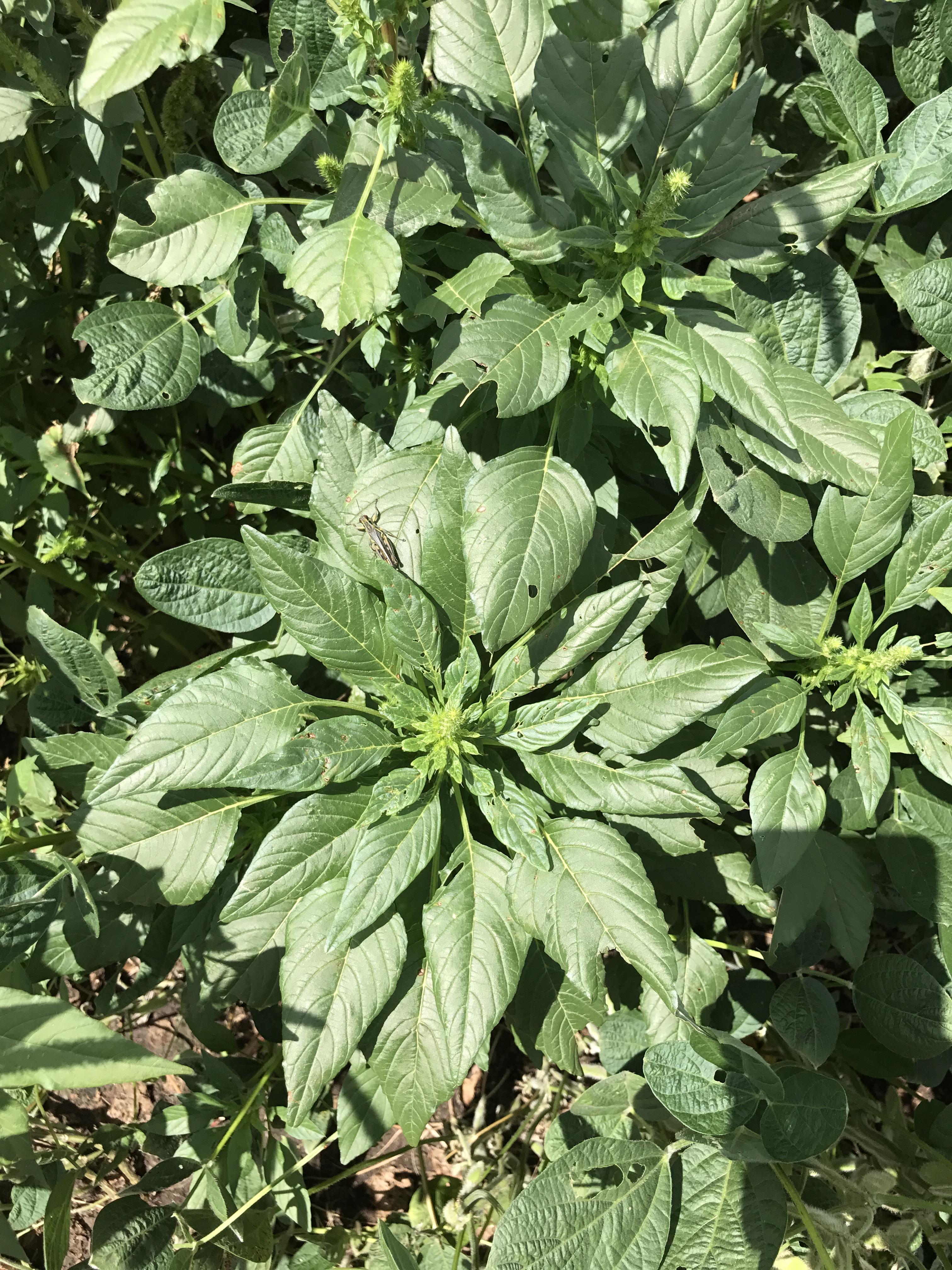 This is what Palmer amaranth looks like at the seedling state. (NDSU photo)