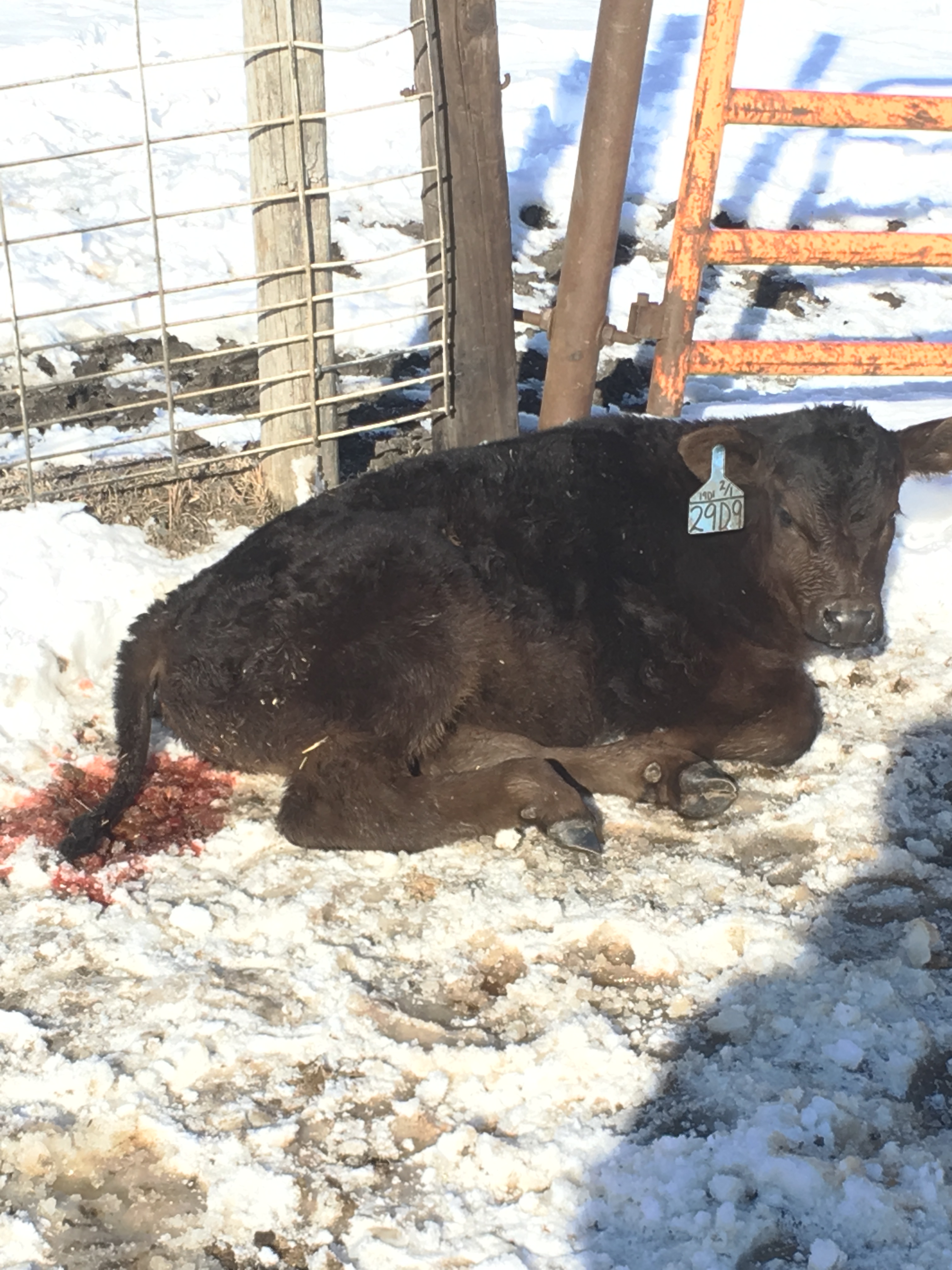 Blood in the feces is one symptom in a calf with coccidiosis. (NDSU photo)