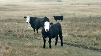 Producers need to be cautious about turning cattle out on range and pasture too soon this year because the long, cold winter may delay the grazing readiness of the grass. (NDSU photo)