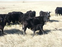 Cow and calf (NDSU Photo)