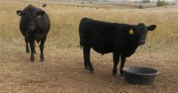 Cow and calf at mineral tub (NDSU Photo)