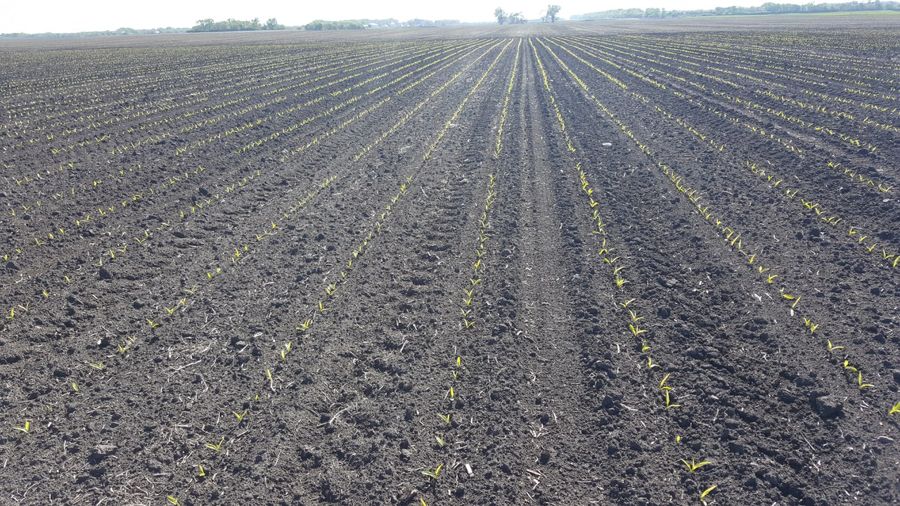 NDSU Makes Corn Planting — Extension and Ag Research News
