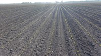 Corn emerging in a newly-planted field. (NDSU Photo)