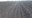 Corn emerging in a newly-planted field. (NDSU Photo)
