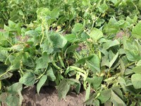 Dry bean plants (NDSU Photo)