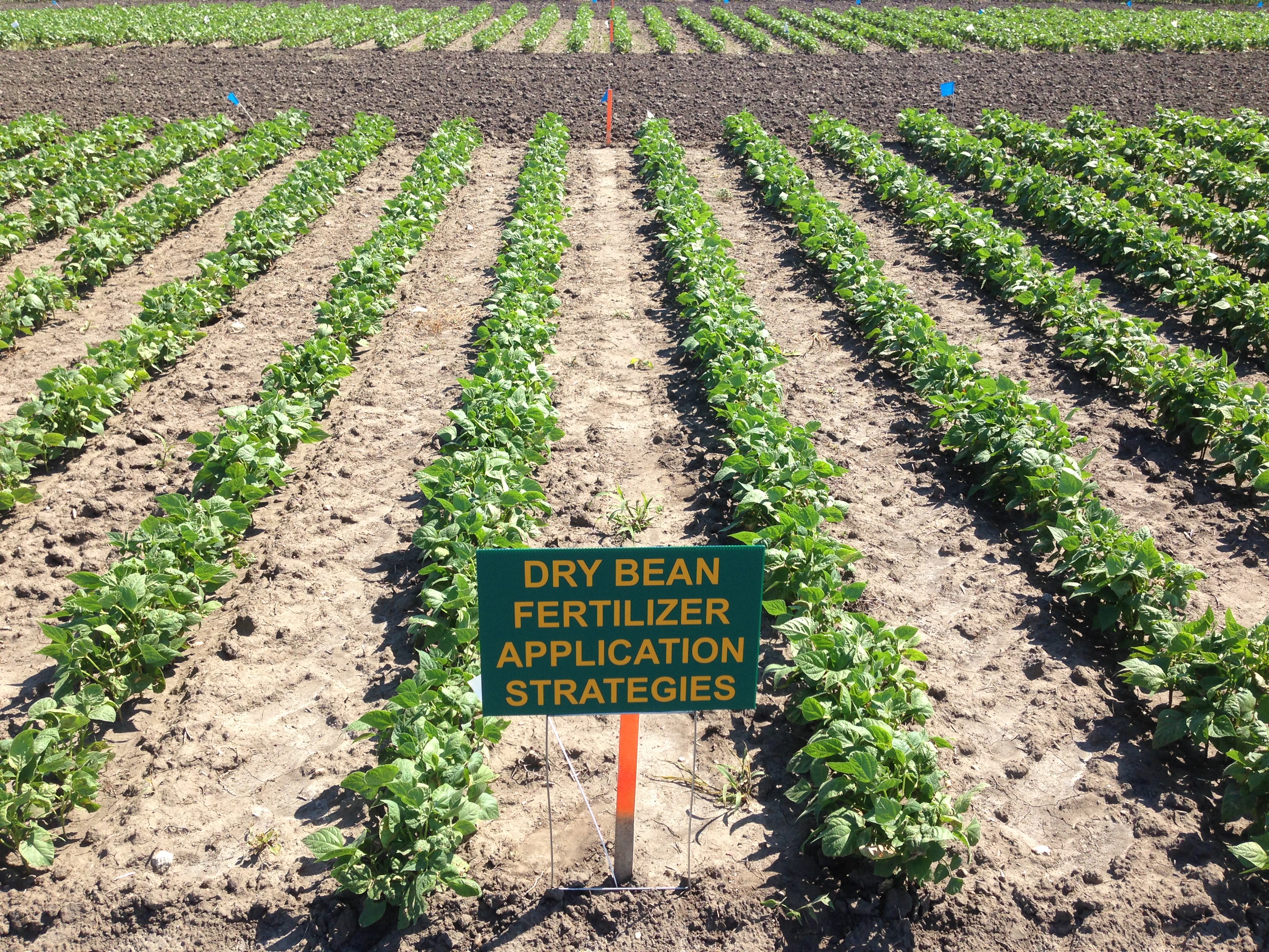 NDSU dry bean fertilizer trials (NDSU Photo)