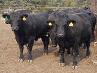 The North Dakota Angus University calf feed-out program gives producers an opportunity to see how their Angus-sired cattle perform in a feedlot. (NDSU photo)