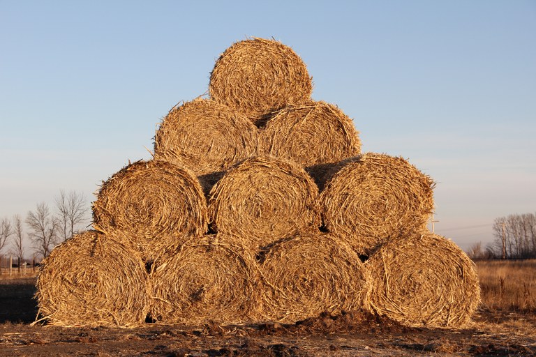 The FeedList can help connect producers that are looking for hay and other feedstuffs to those with ample supply. (NDSU Photo)