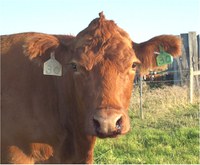 This animal is infected with anthrax. (Photo courtesy of the North Dakota Department of Agriculture)