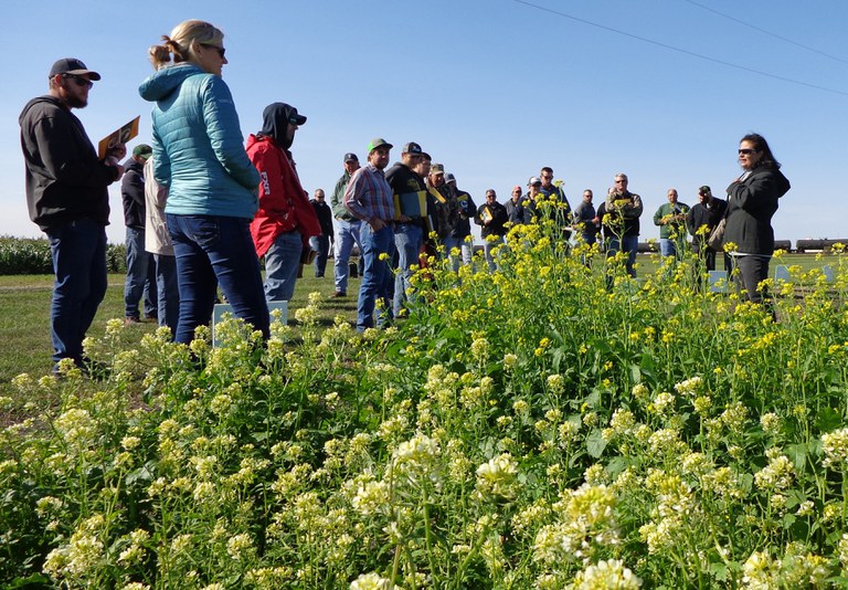 Visitors learn about NDSU cover crop research. (NDSU photo)