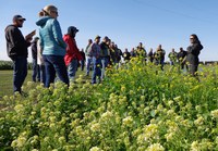 Visitors learn about NDSU cover crop research. (NDSU photo)
