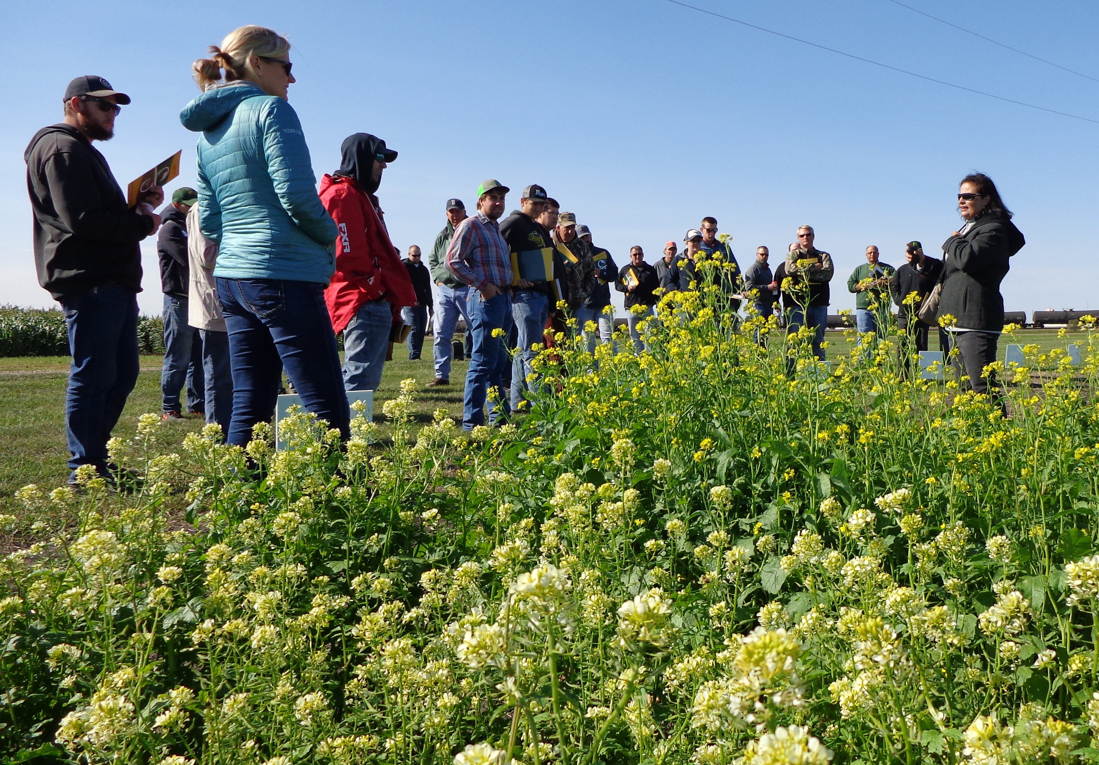Visitors learn about NDSU cover crop research. (NDSU photo)