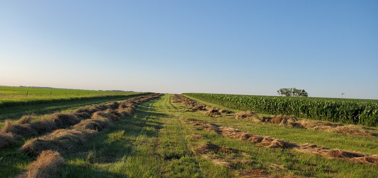 This alfalfa hay field in central North Dakota needs to dry before being baled. (NDSU photo)