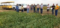 Corn, soybeans and dry edible beans will be featured at the Aug. 29 Carrington Research Extension Center row crop field tour. (NDSU Photo)