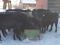 North Dakota livestock producers may have to deal with low-quality forage or inadequate supplies of forage this year. (NDSU photo)