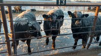Many cow-calf producers are waiting until the end of this year to wean their calves. (NDSU photo)