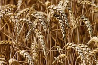 Andrew Friskop, NDSU Extension plant pathologist will discuss the wheat disease outlook for 2020 and what can be done to manage diseases such as leaf rust, head scab, tan spot and root rot. (Pixabay Photo)