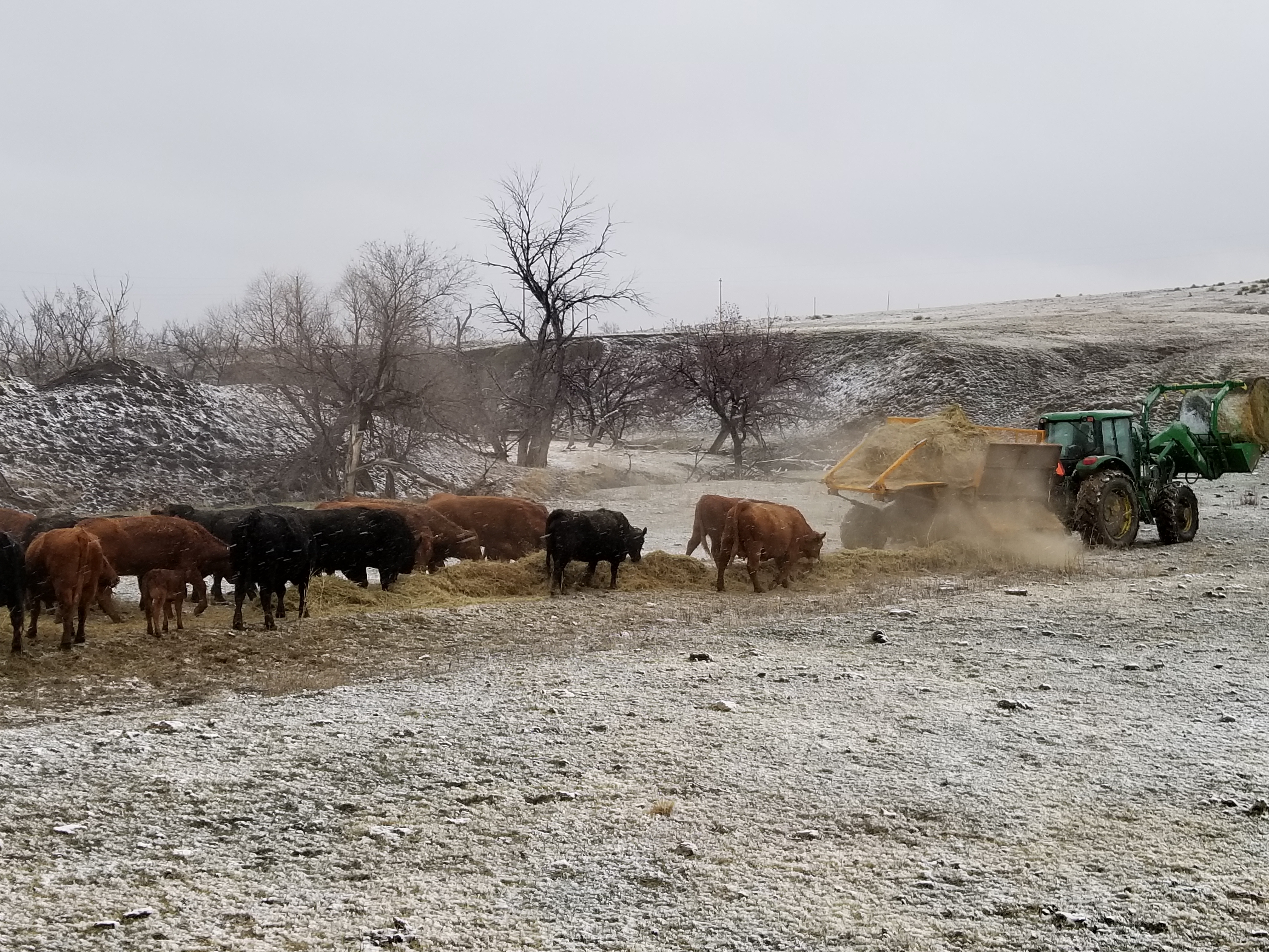 A producer is using a bale processor to feed hay. (NDSU photo)